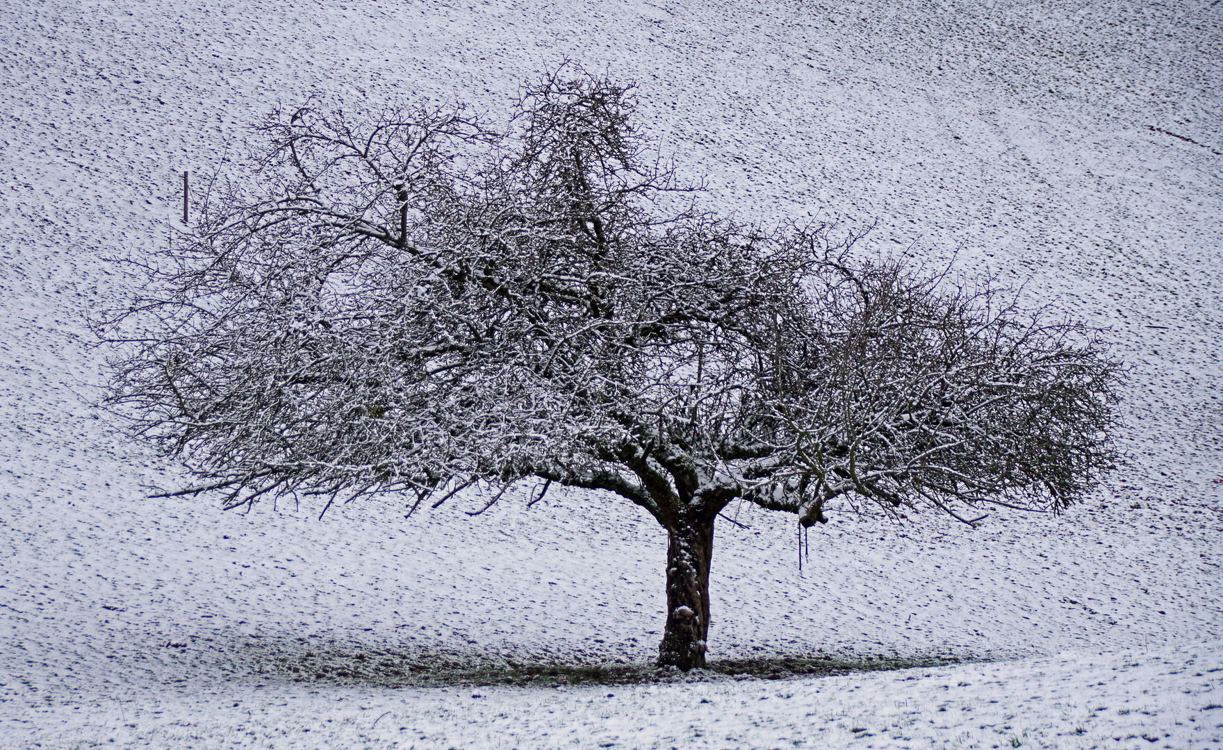 Streuobst im Winter