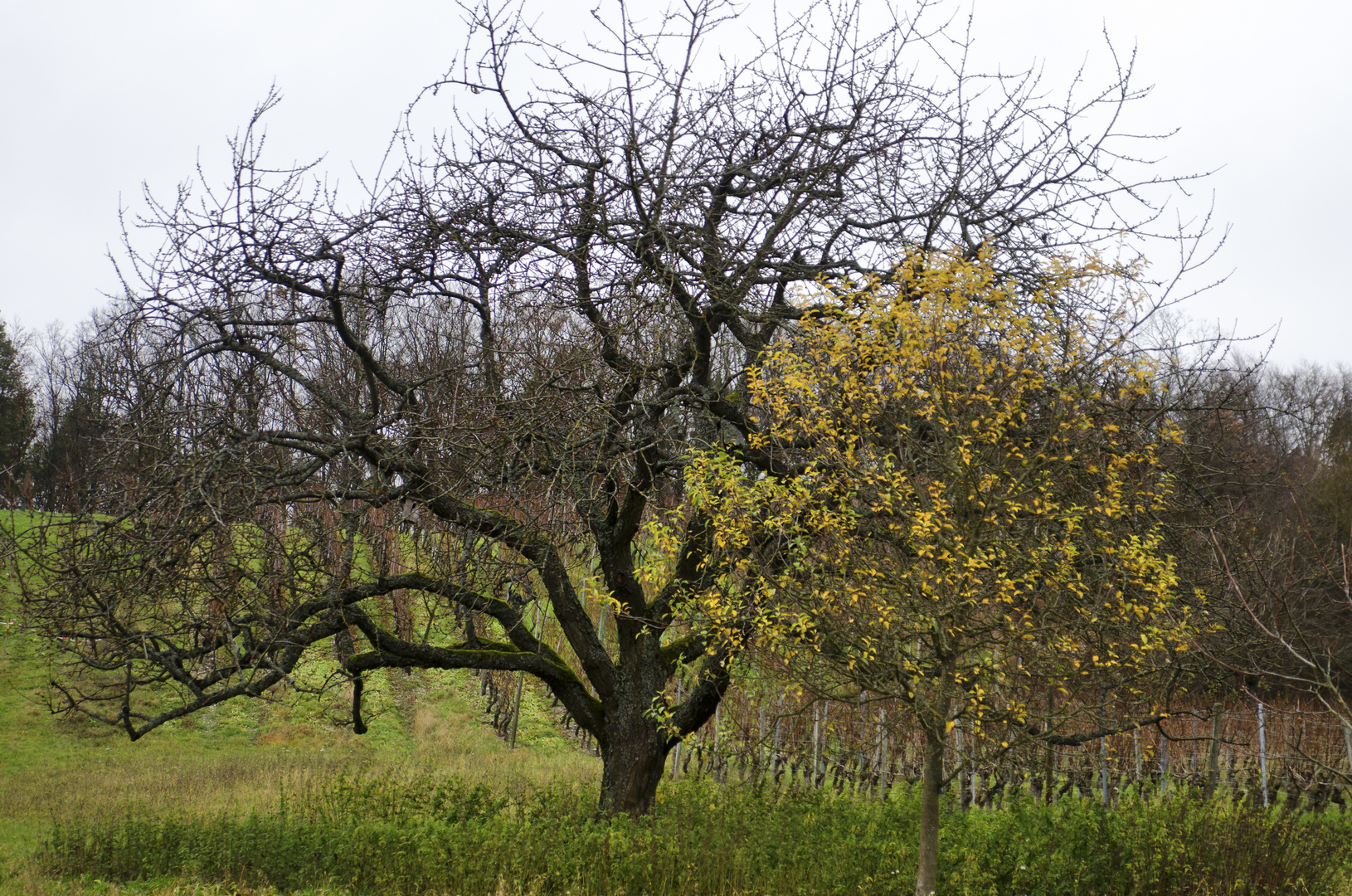 Streuobst im Winter