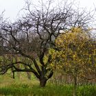 Streuobst im Winter