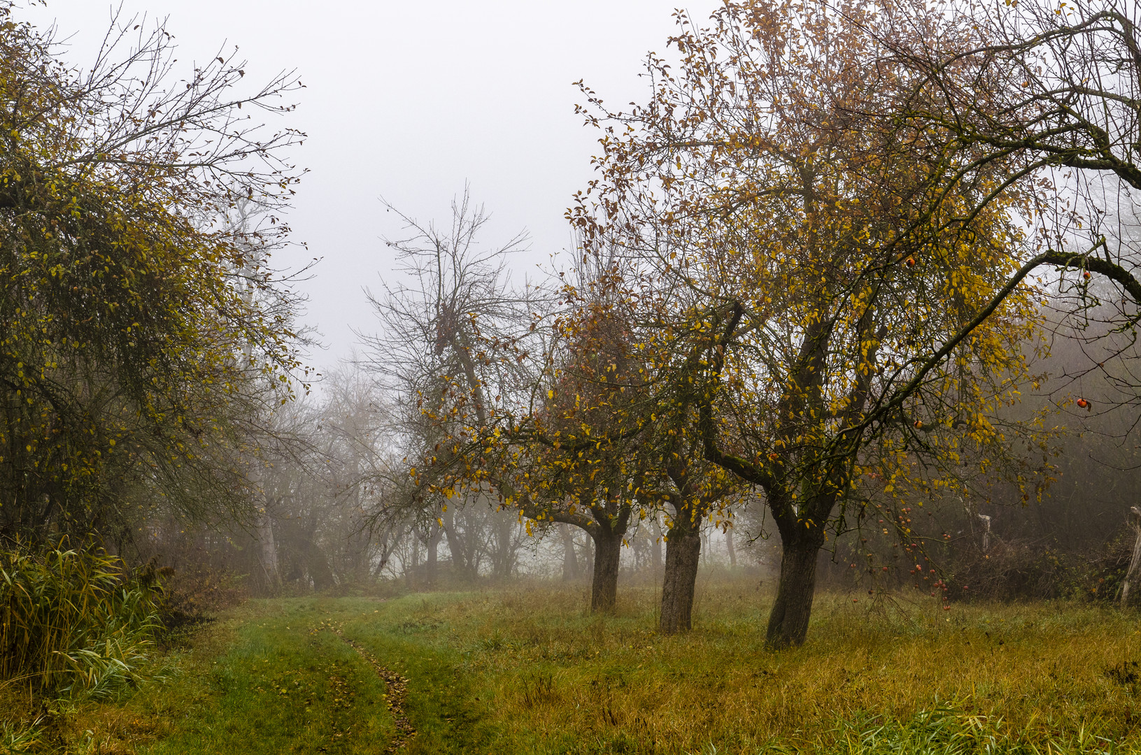 Streuobstanlage im Nebel