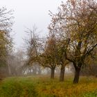 Streuobstanlage im Nebel