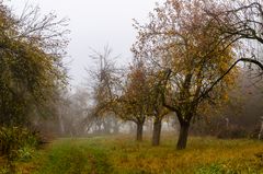 Streuobstanlage im Nebel