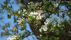 Streuobstblüte 2