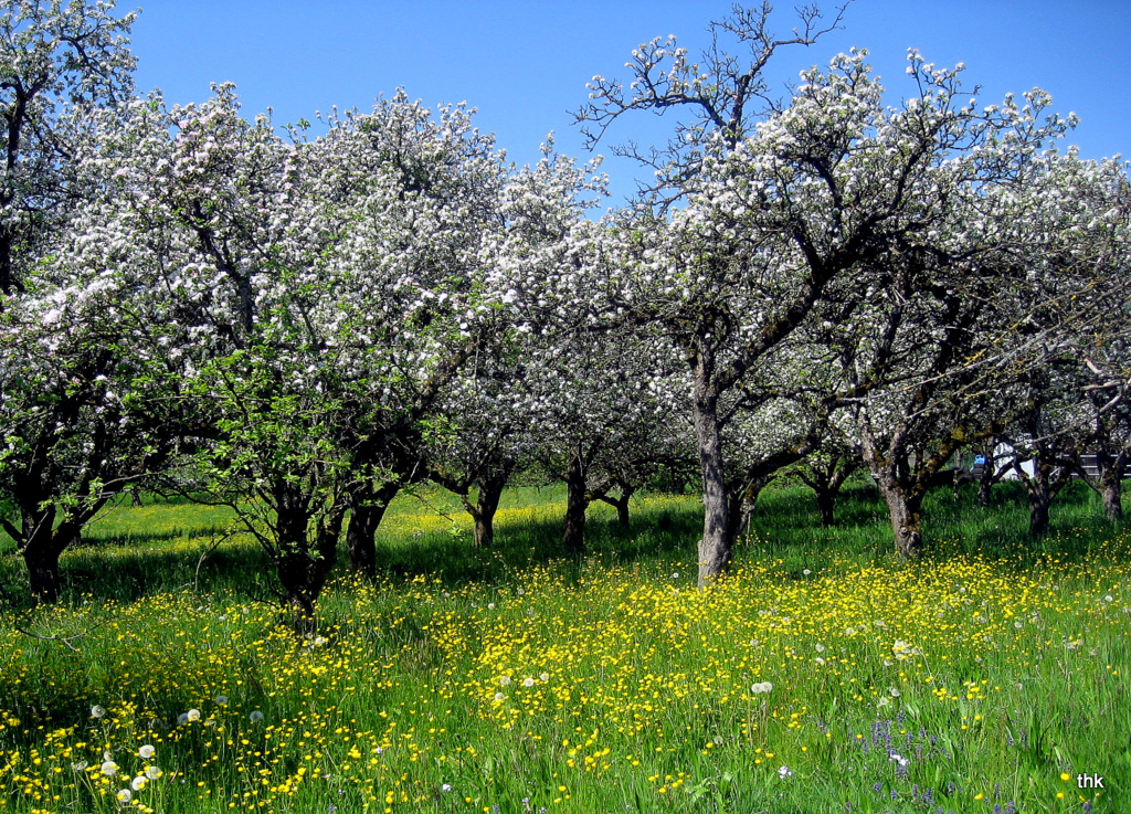 Streuobstblüte am Bodensee