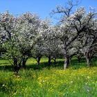 Streuobstblüte am Bodensee