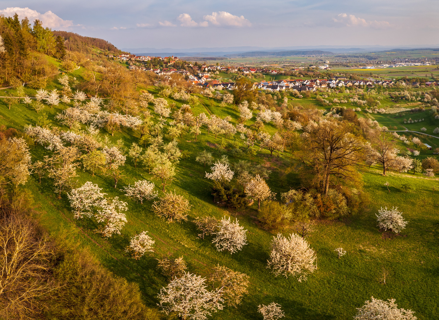 Streuobstblüte 