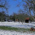 Streuobstlandschaft im Winter