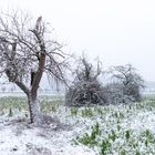 Streuobstschneespaziergang 968