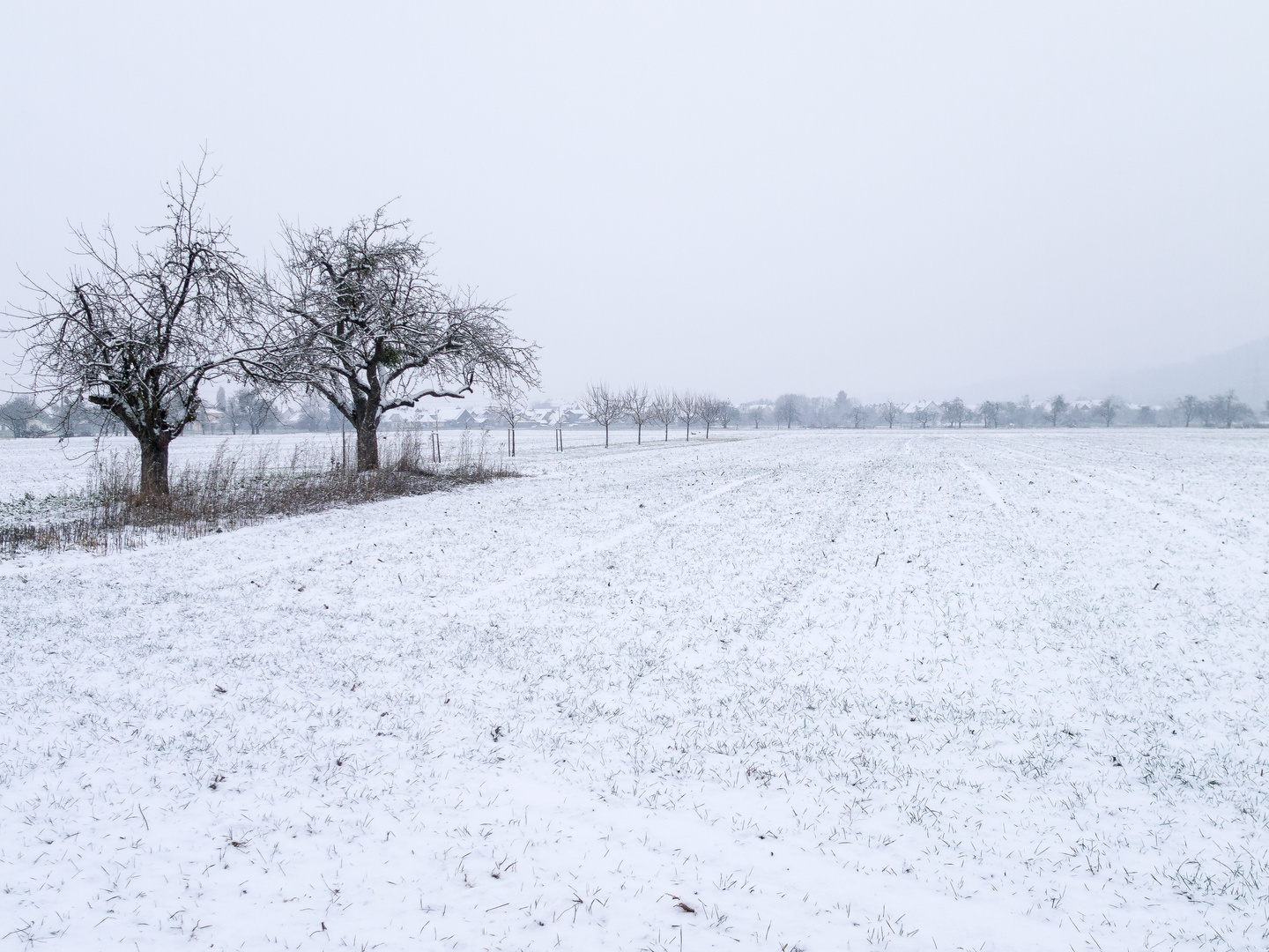 Streuobstschneespaziergang 983