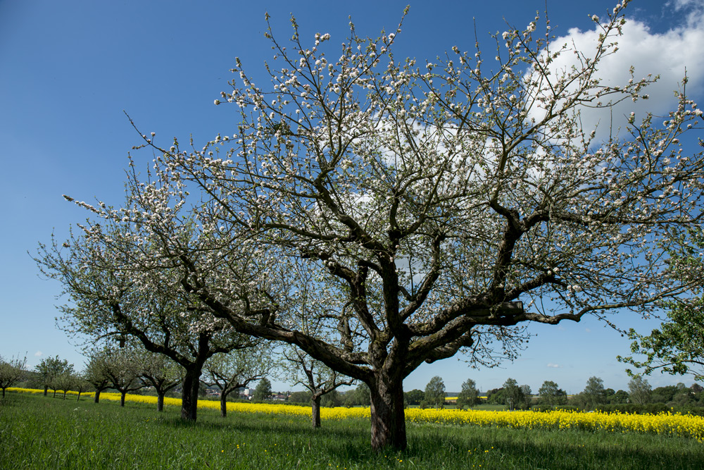 Streuobstwiese...