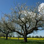 Streuobstwiese...