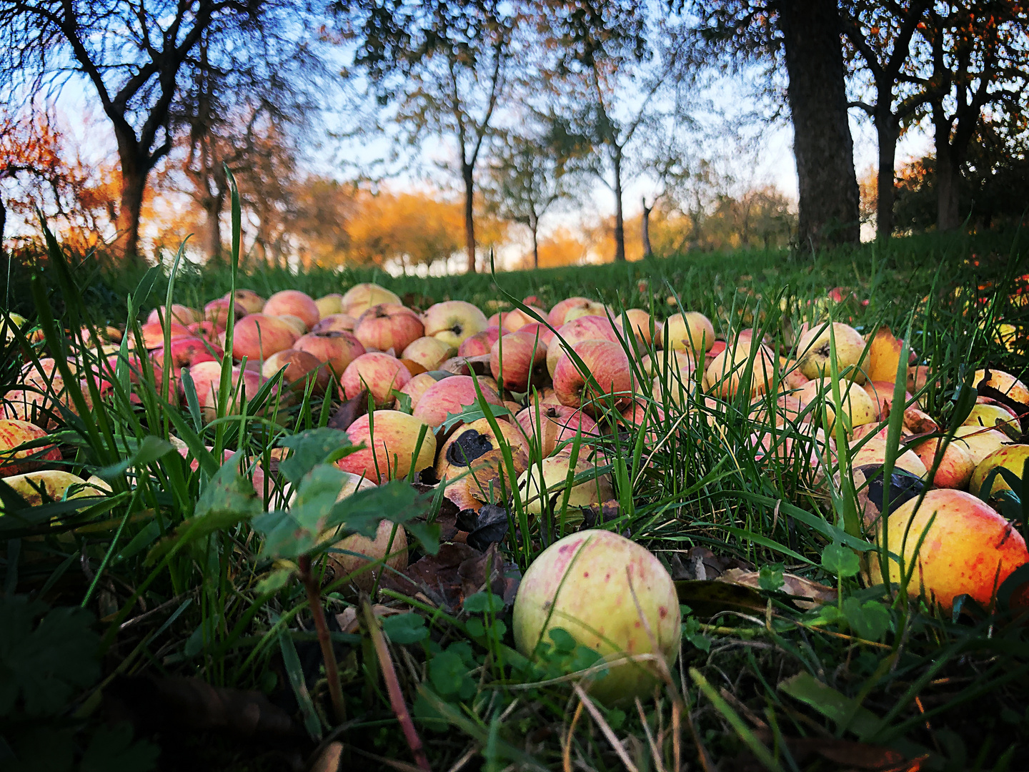 Streuobstwiese