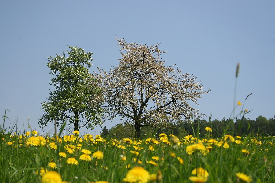 Streuobstwiese