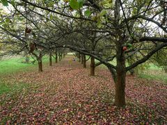 Streuobstwiese