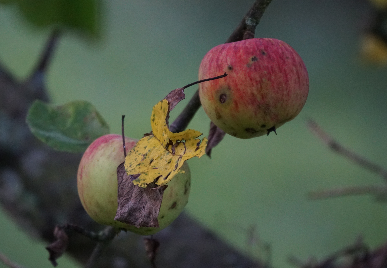 Streuobstwiese