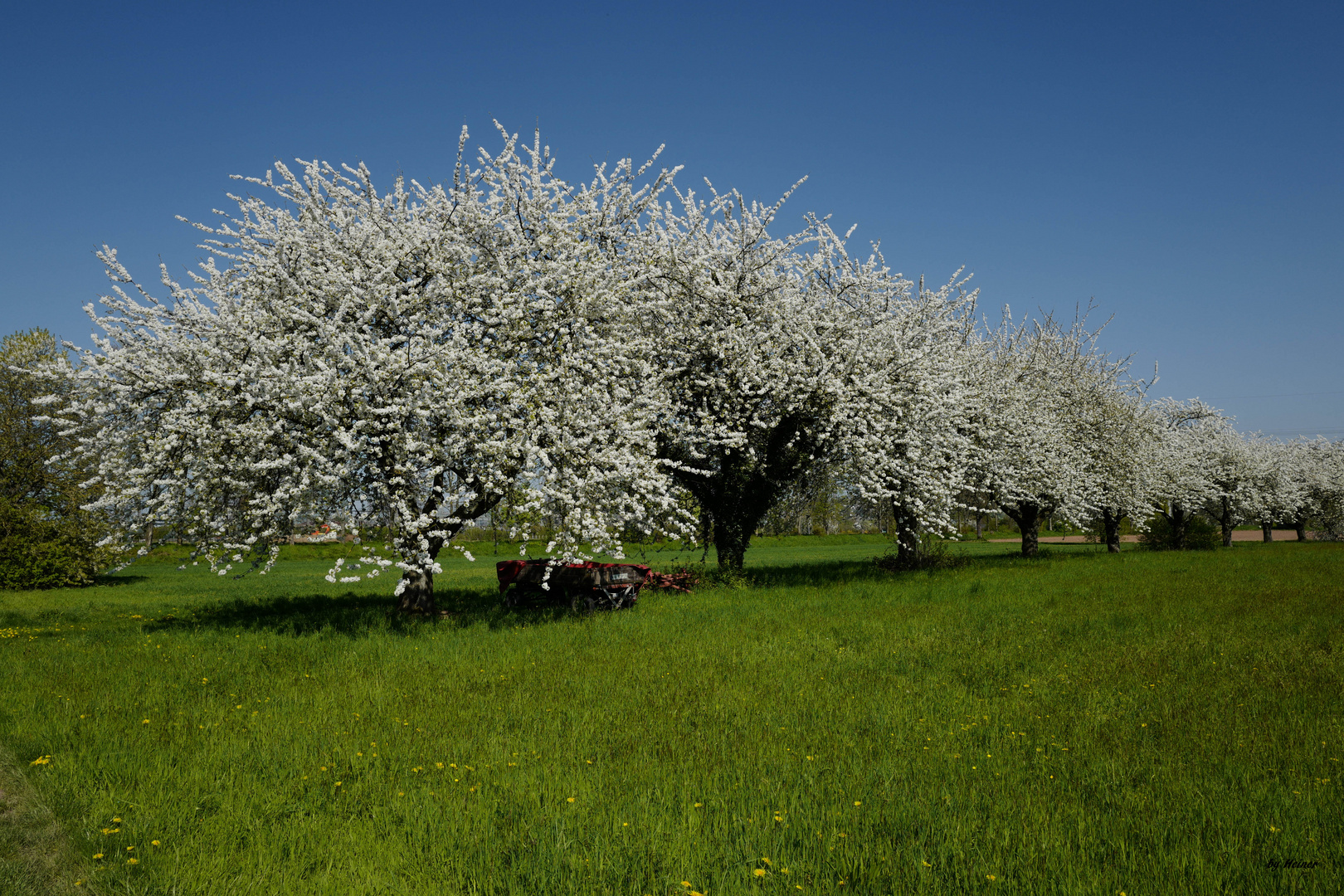 Streuobstwiese