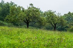 Streuobstwiese