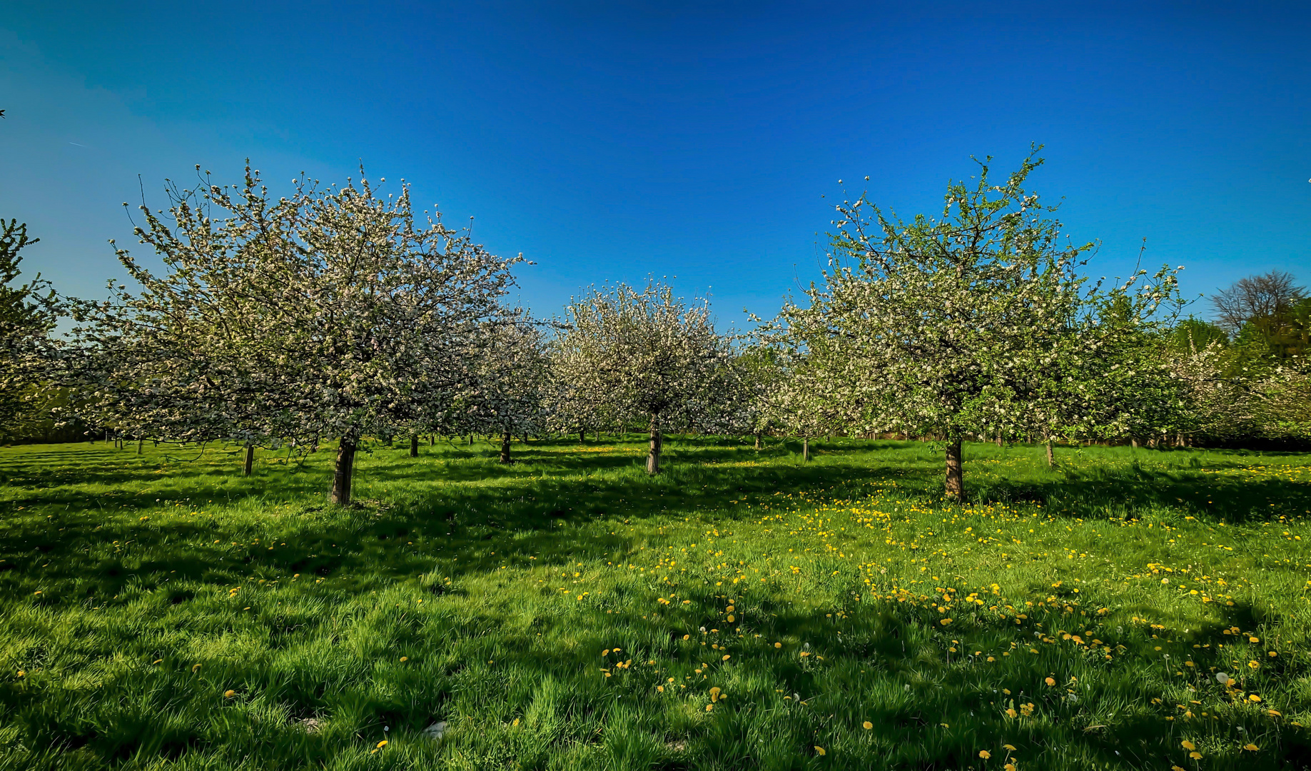 Streuobstwiese