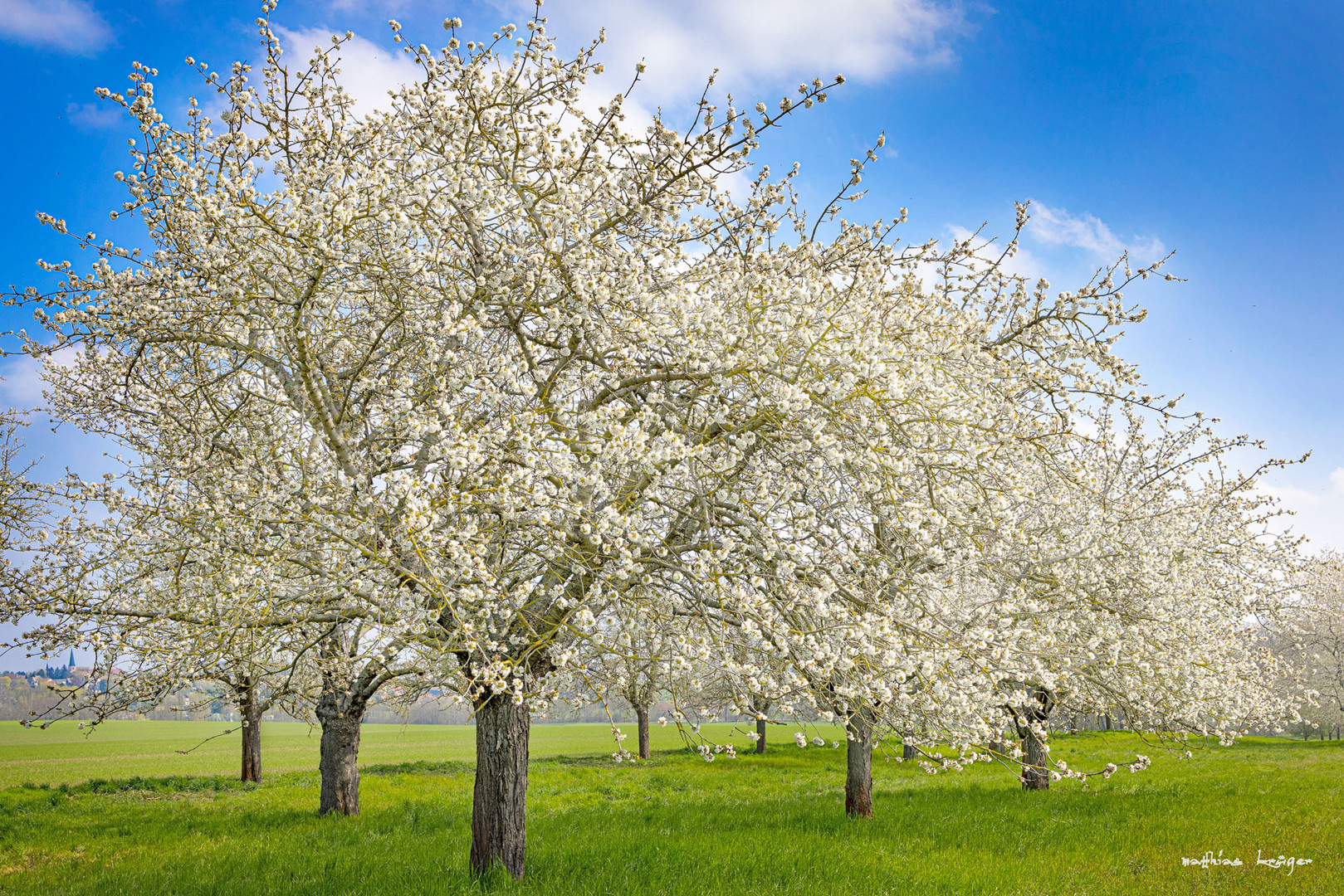 Streuobstwiese