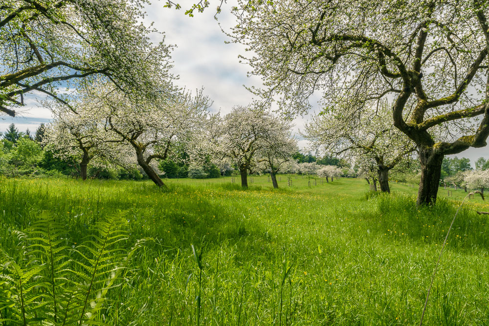 Streuobstwiese am Prüngselter