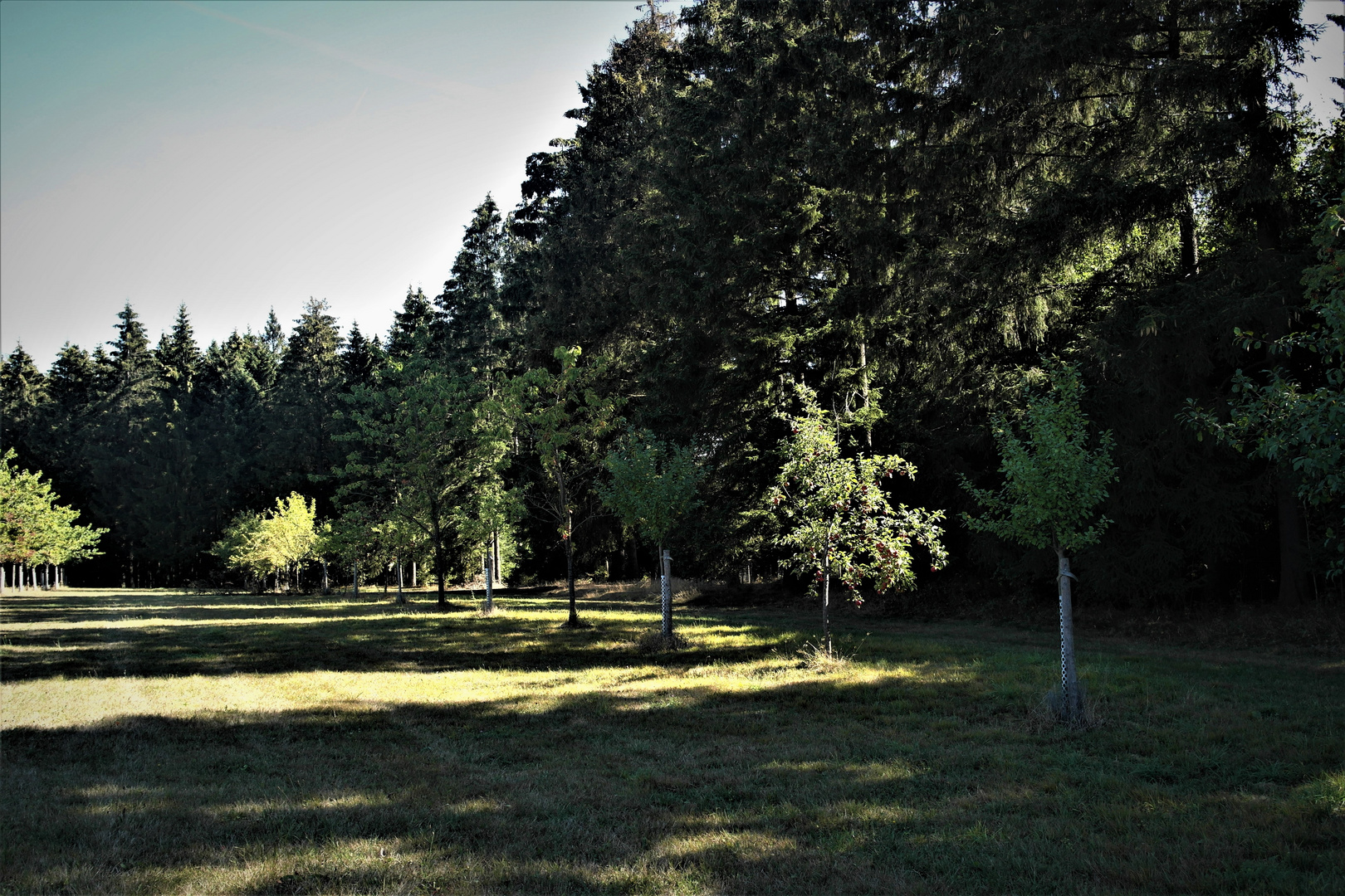 Streuobstwiese  am Waldrand