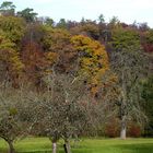 Streuobstwiese am Waldrand