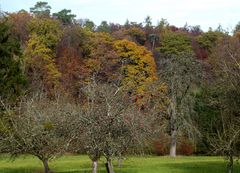 Streuobstwiese am Waldrand