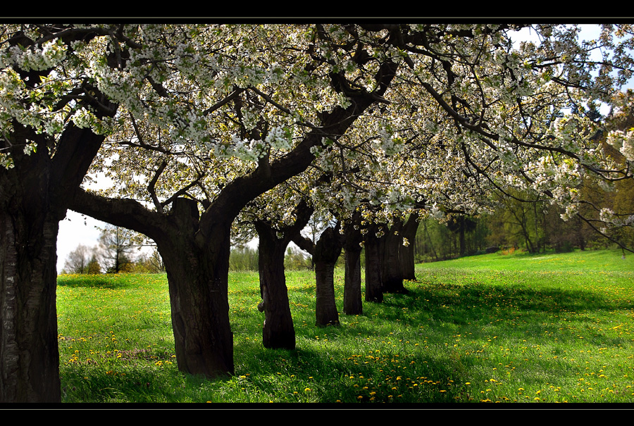 Streuobstwiese