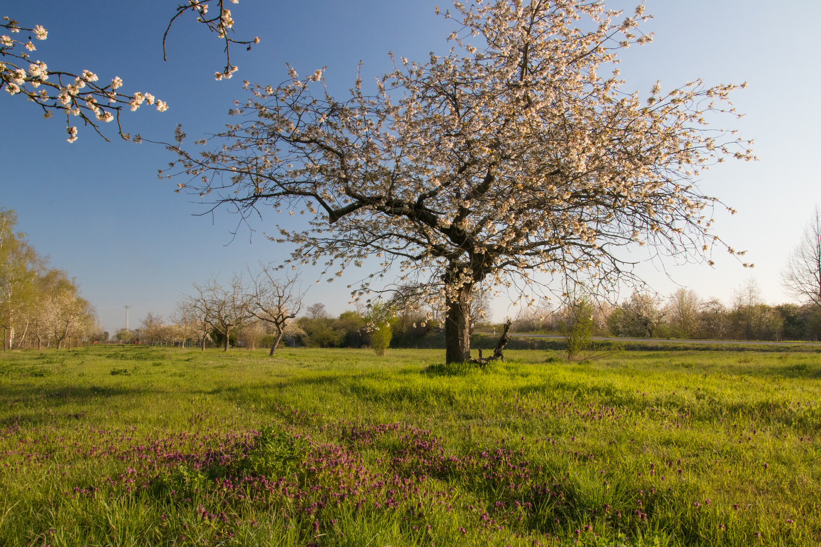 Streuobstwiese bei Hassloch