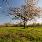 Streuobstwiese bei Hassloch