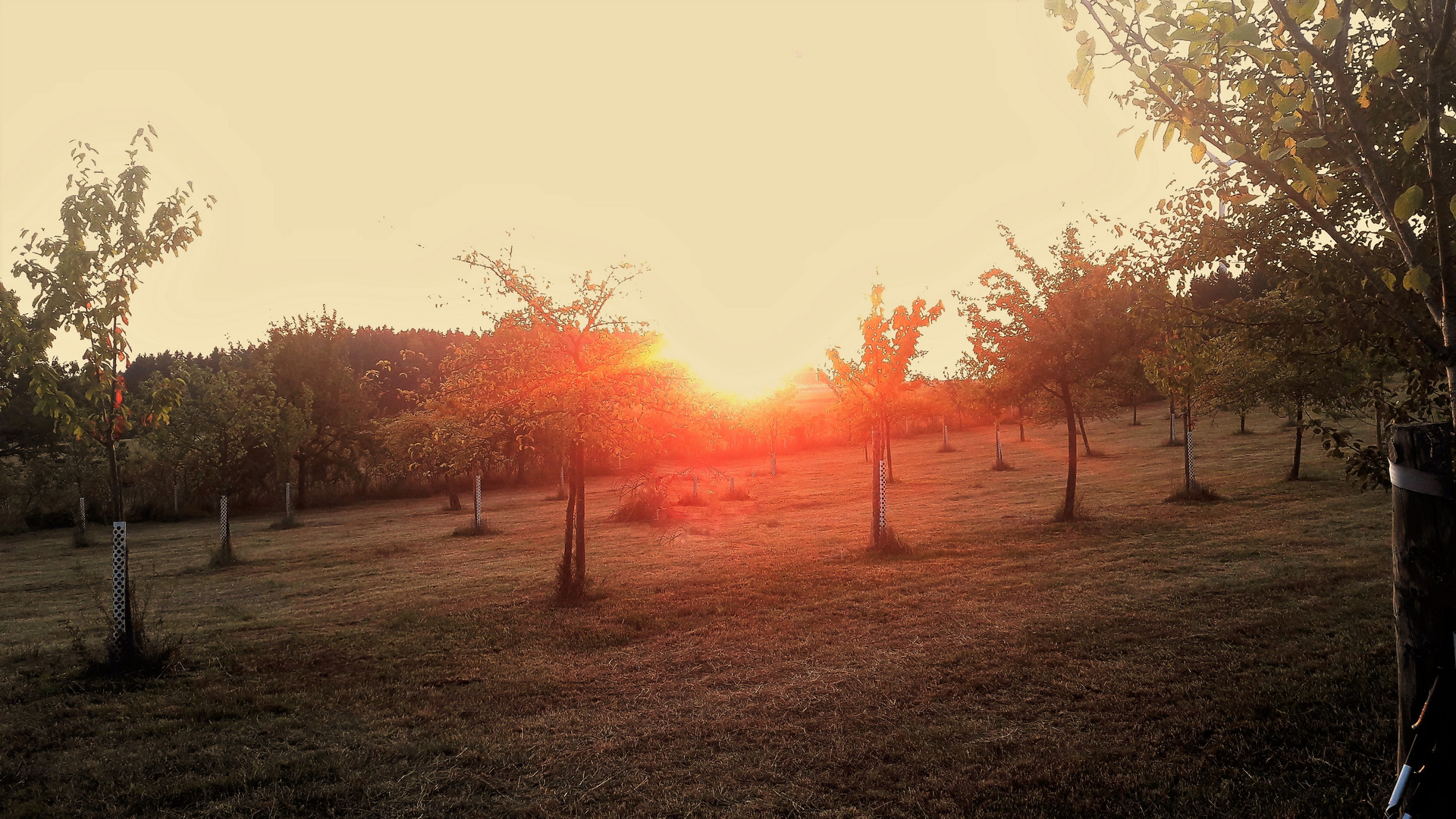 Streuobstwiese beim Sonnenuntergang