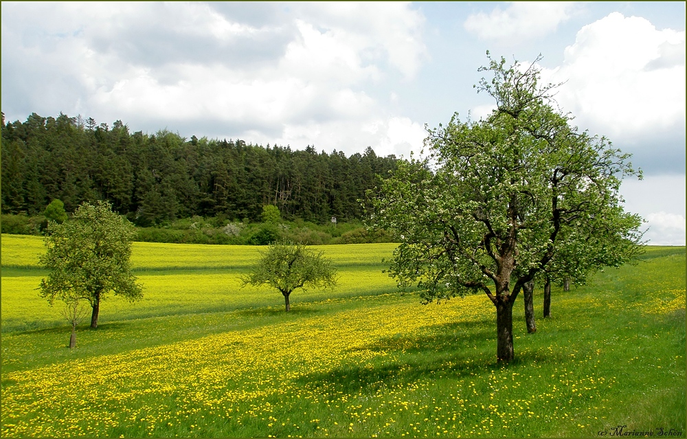 Streuobstwiese...