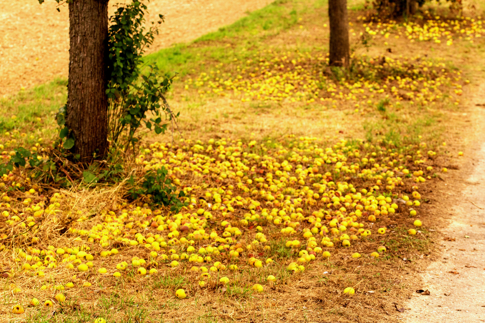 Streuobstwiese, die ihrem Namen alle Ehre macht.