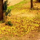 Streuobstwiese, die ihrem Namen alle Ehre macht.