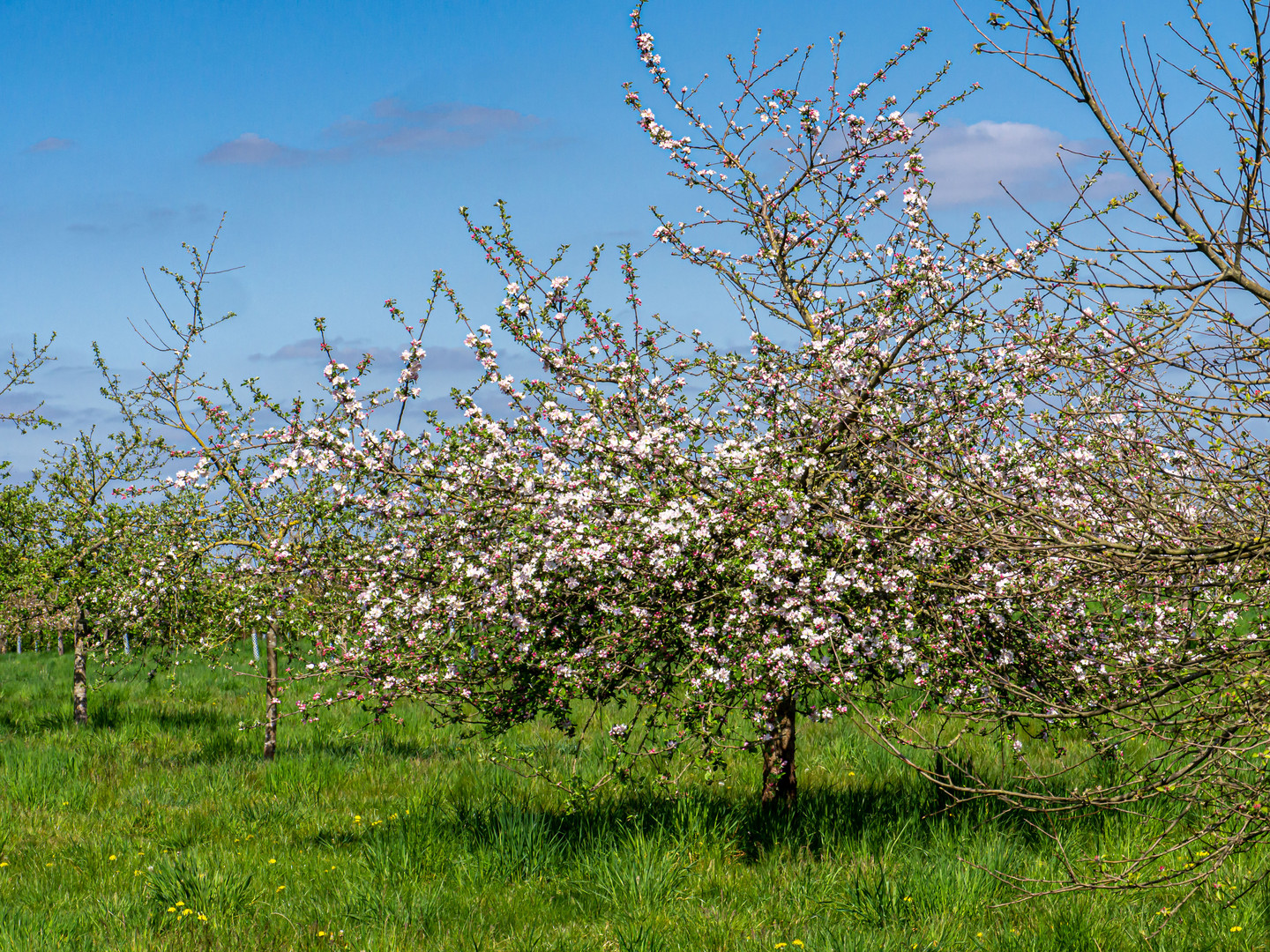 Streuobstwiese