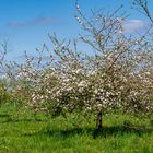 Streuobstwiese