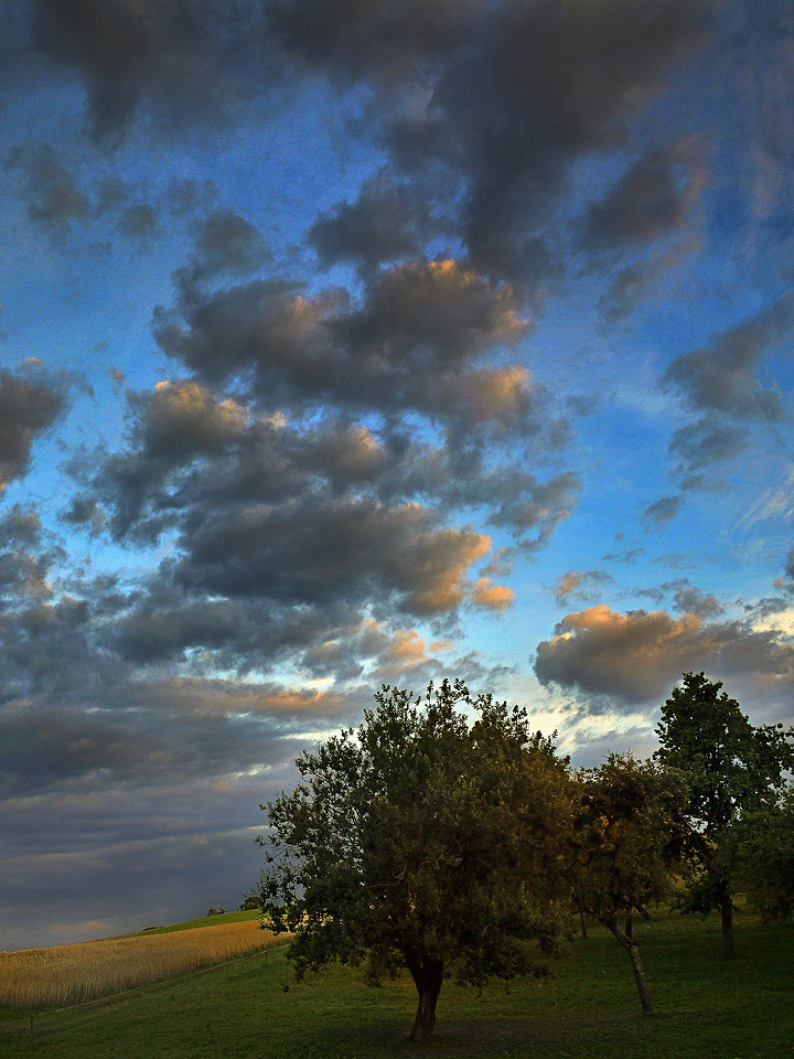 Streuobstwiese im Abendlicht