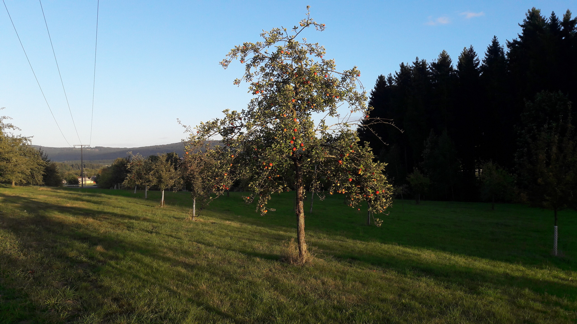 Streuobstwiese im Abendlicht