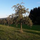 Streuobstwiese im Abendlicht