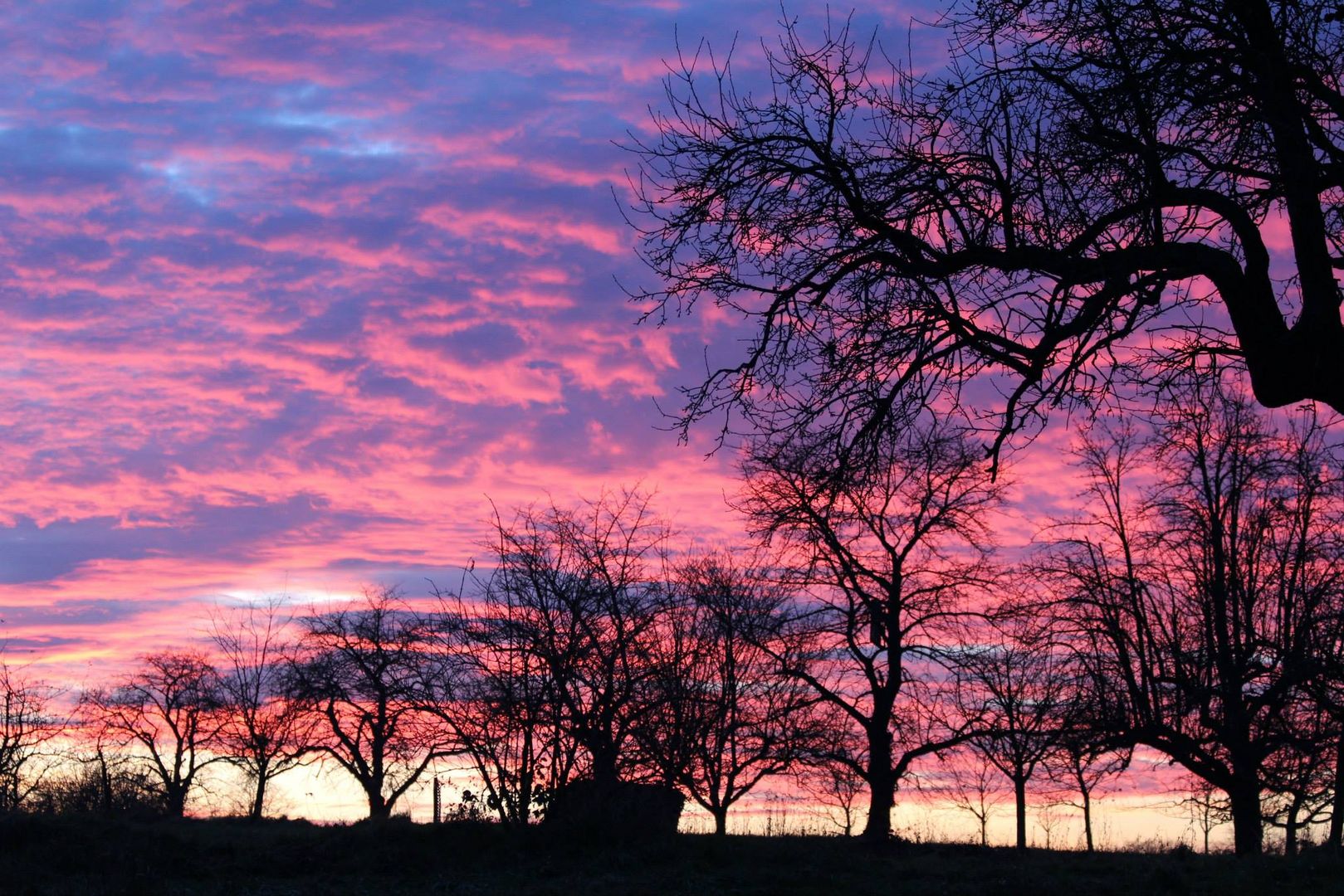 Streuobstwiese im Abendrot