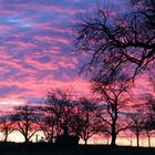 Streuobstwiese im Abendrot