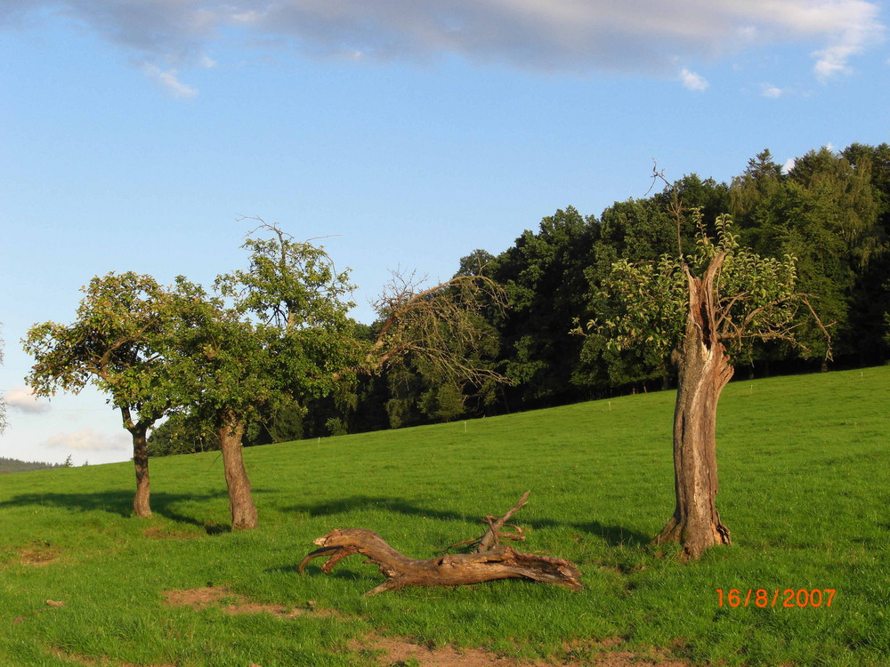 Streuobstwiese im August