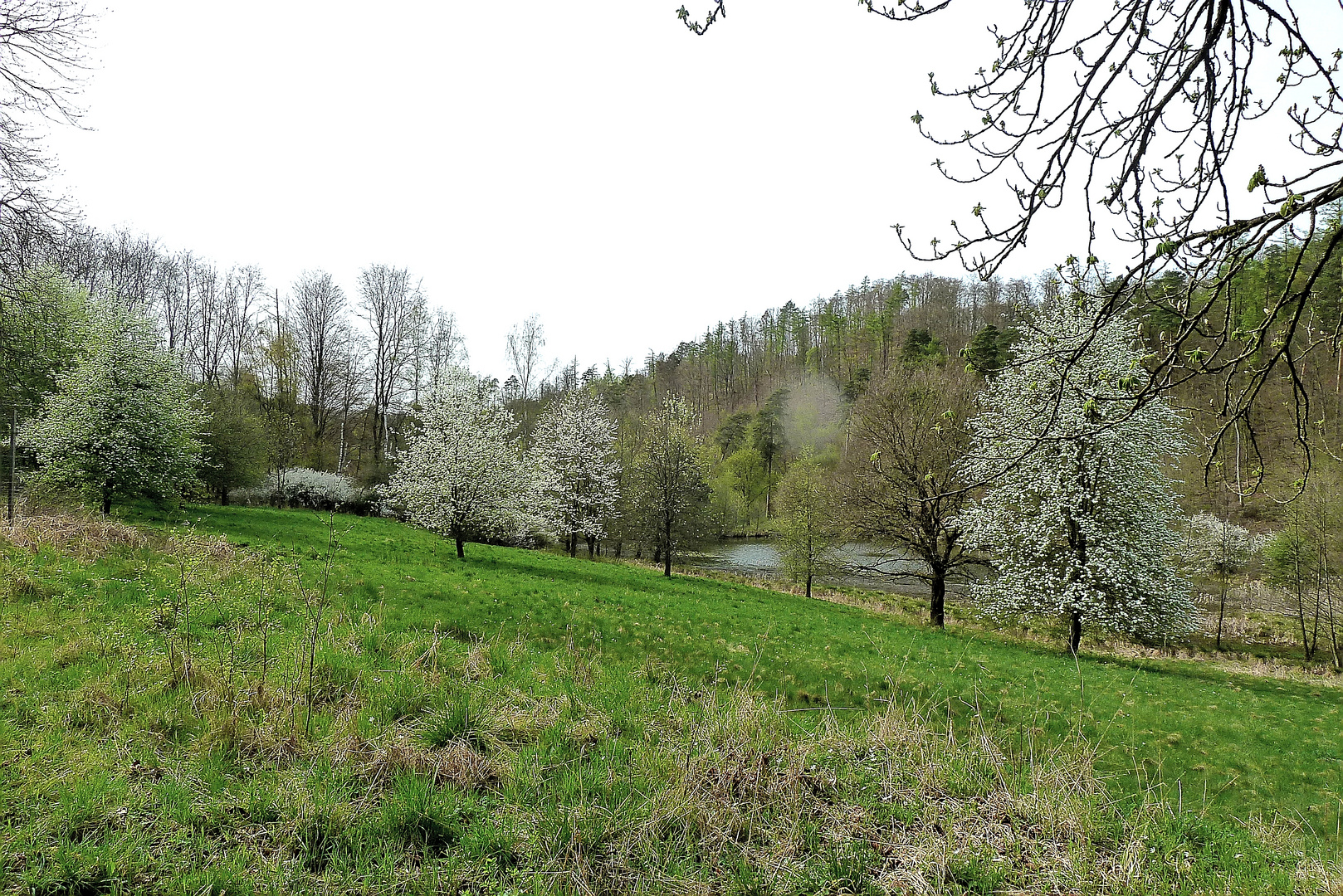 Streuobstwiese im Bärenbachtal