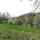 Streuobstwiese im Bärenbachtal