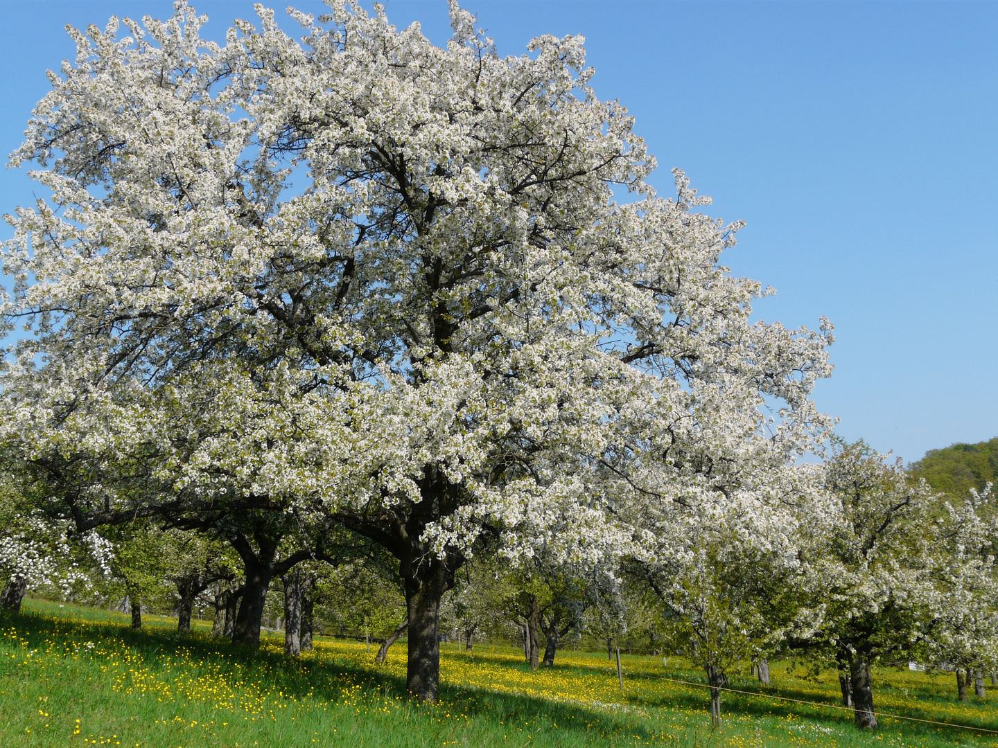 Streuobstwiese im Blütenstand