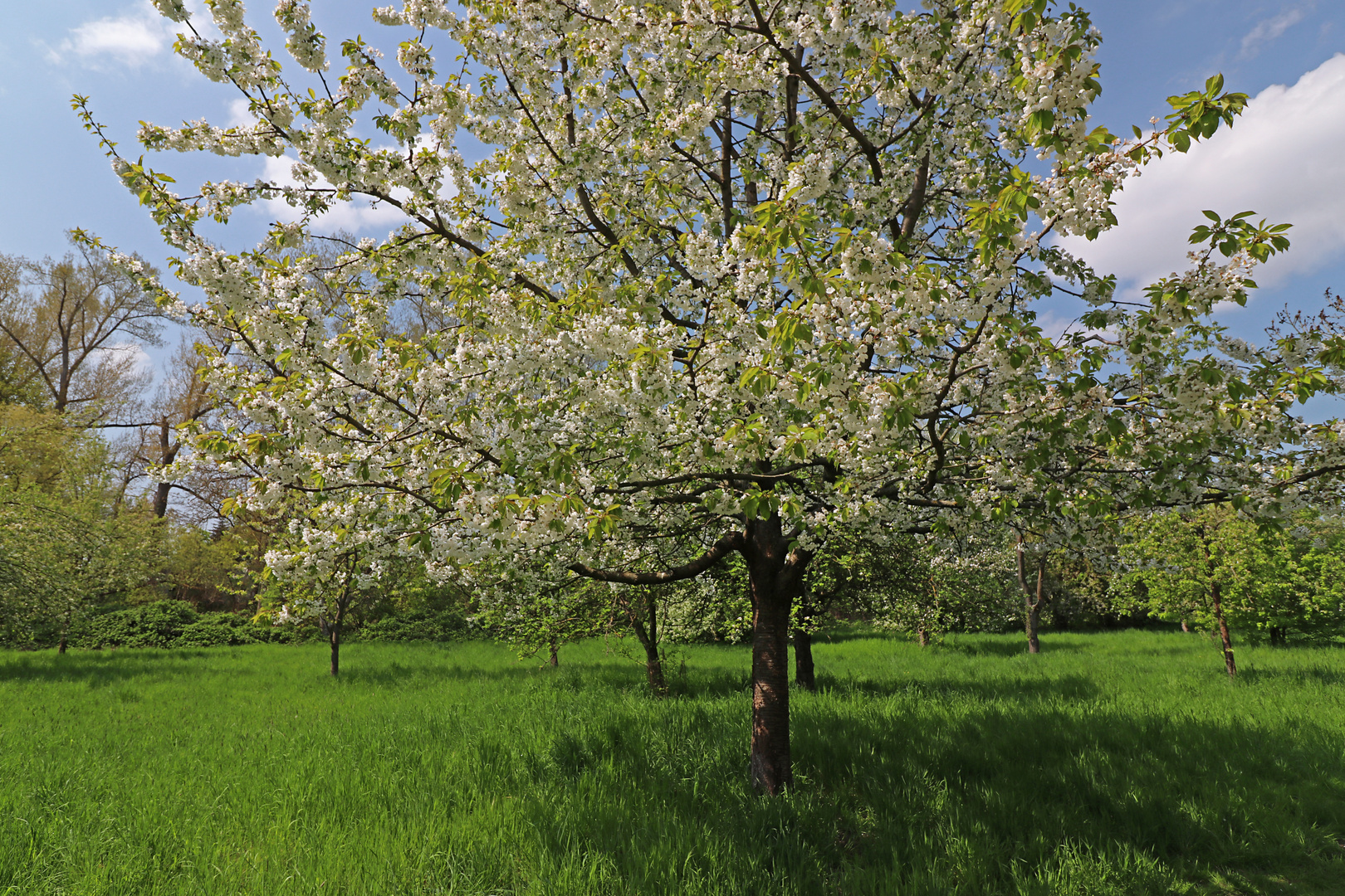 Streuobstwiese im Eichtal