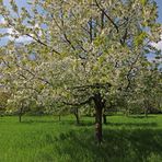 Streuobstwiese im Eichtal