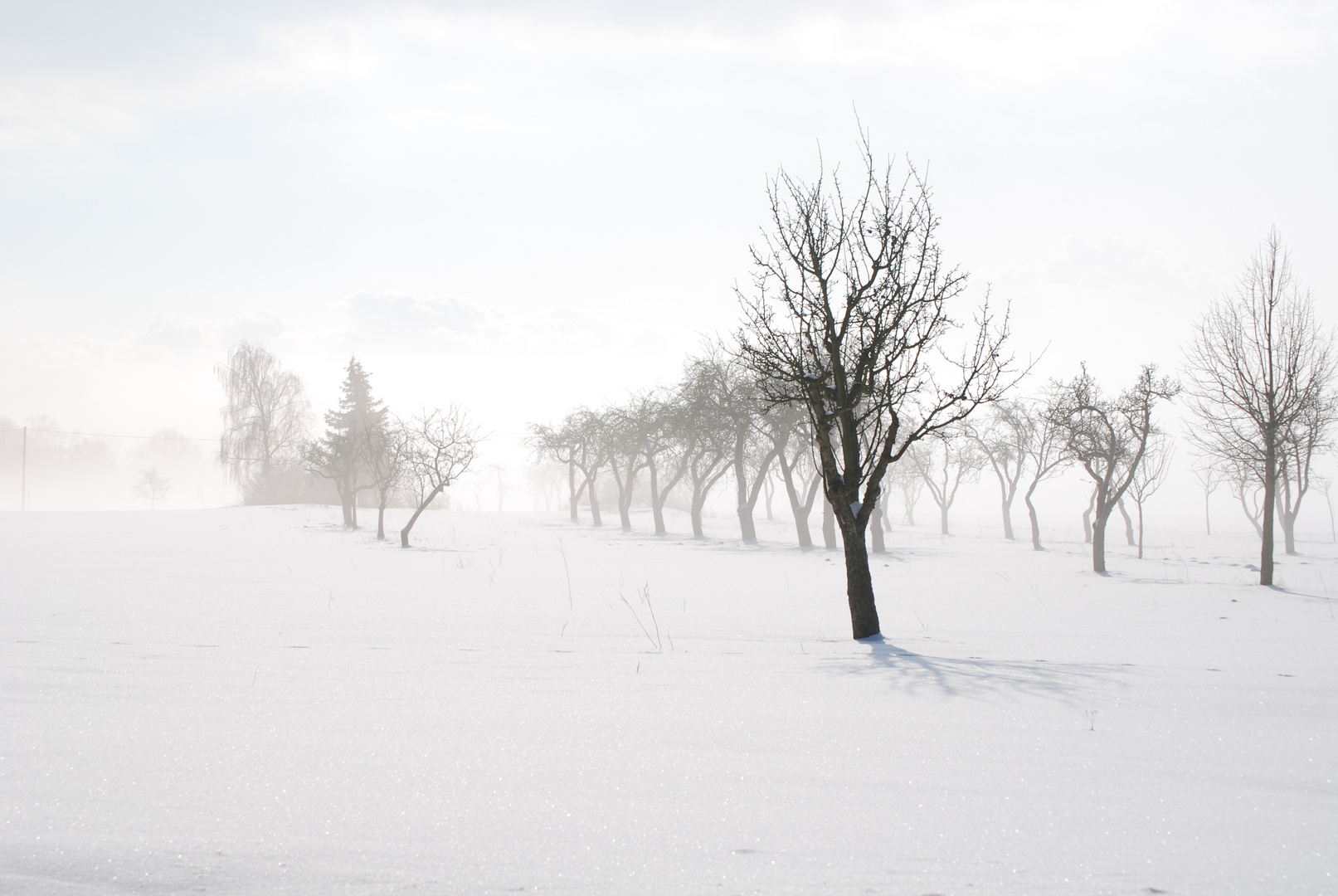 Streuobstwiese im Februar