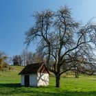 Streuobstwiese im frühen Frühling