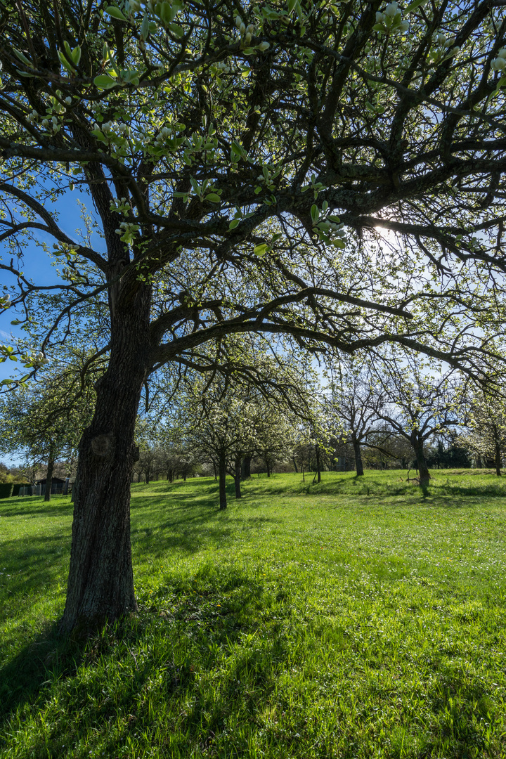 Streuobstwiese im Frühling